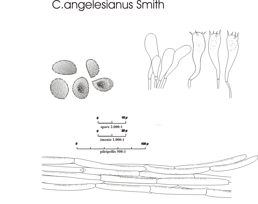 Cortinarius angelesianus